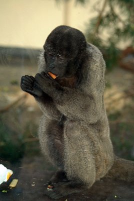 Gibbon Eating 08