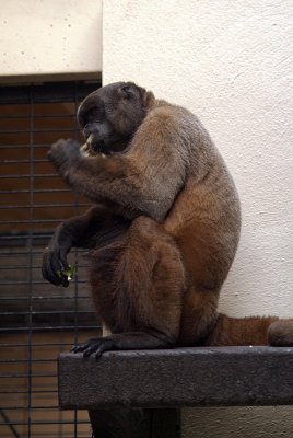 Gibbon Eating 09