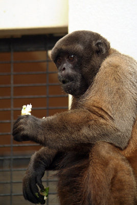 Gibbon Eating 10
