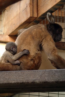 Mother  Baby Woolly Monkey 04