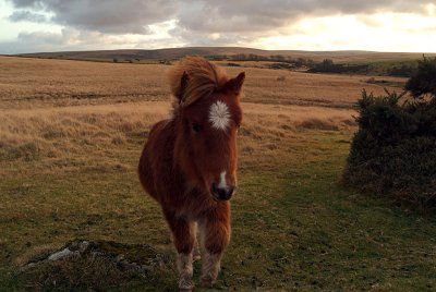 Dartmoor Pony on Moors