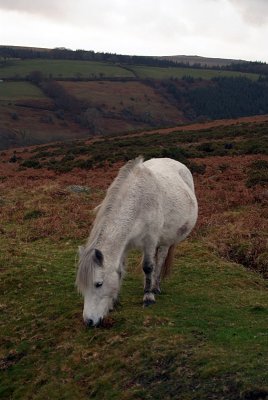 Dartmoor Pony on Moors 02