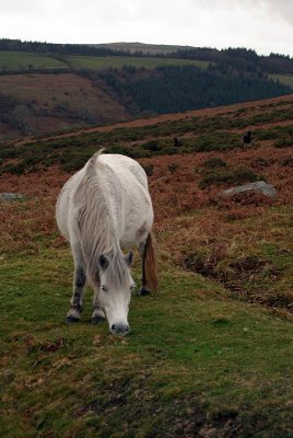 Dartmoor Pony on Moors 03