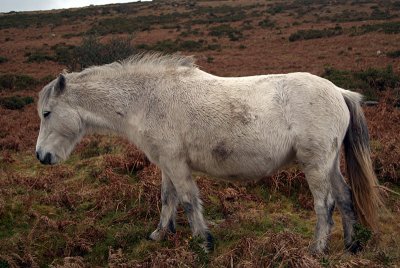 Dartmoor Pony on Moors 04