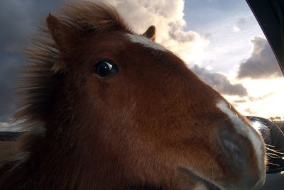 Dartmoor Ponys Head in Car 01