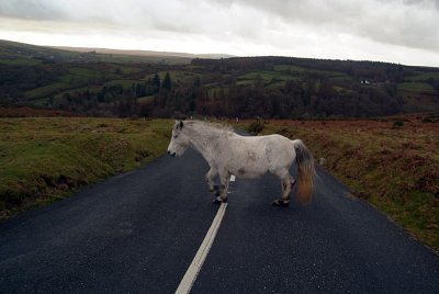 Pony Crossing Road Dartmoor