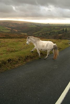 Pony Crossing Road Dartmoor 02