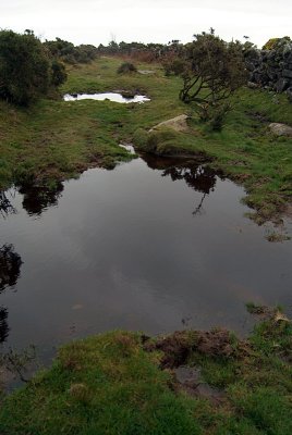 Puddle on the Moors 01