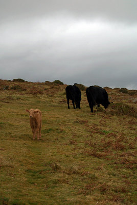 Black Cows Brown Calf