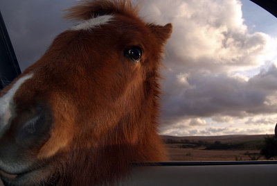 Dartmoor Ponys Head in Car 03