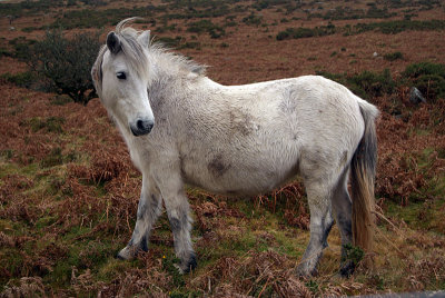 Dartmoor Pony on Moors 05
