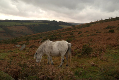 Dartmoor Pony on Moors 06