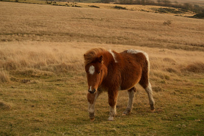 Dartmoor Pony on Moors 07