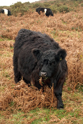 Black Cow Eating Bracken