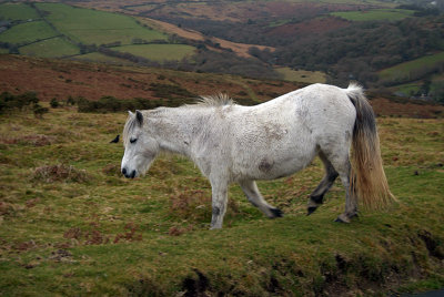 Dartmoor Pony on Moors 08