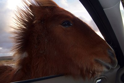 Dartmoor Ponys Head in Car 02