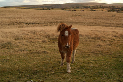 Dartmoor Pony on the Moors 09