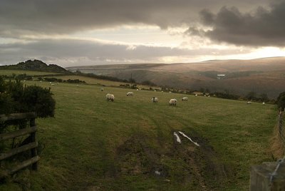 Sheep in Field Dartmoor