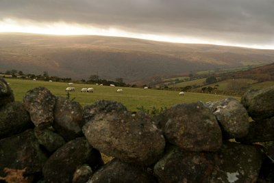 Stone Wall  Sheep Dartmoor
