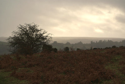 The Moors Dartmoor National Park 05