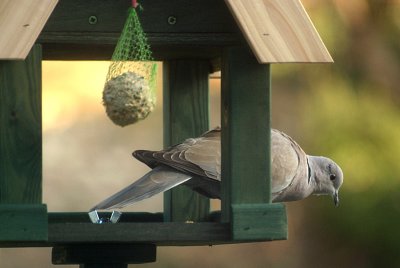 Collared Dove on the Bird Table