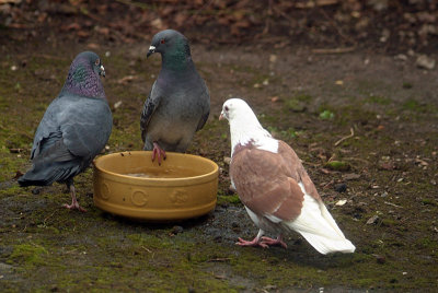 Feral Pigeon Standoff