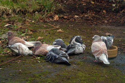 Feral Pigeons Drying on the Floor