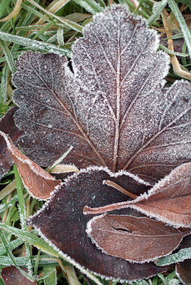 Frosty Leaves 01