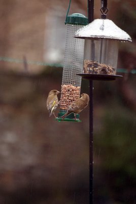 Greenfinches on the Peanuts