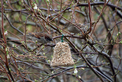 House Sparrows Feeding