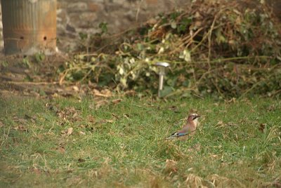 Jay on the Grass