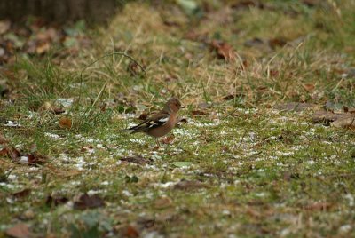Male Chaffinch on the Grass