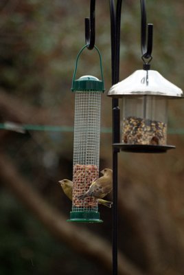 Pair of Greenfinch on Peanuts