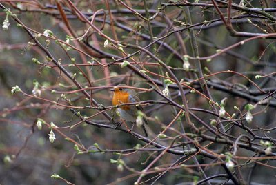Robin in the Branches