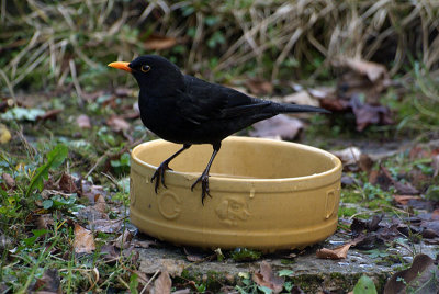 Blackbird on the Dog Bowl