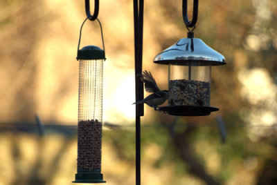 Flapping Great Tit