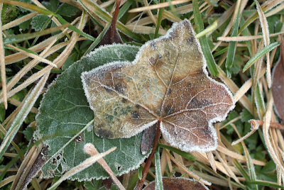 Frosty Leaves 03
