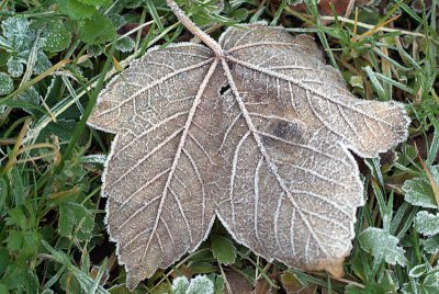 Frosty Leaves 04
