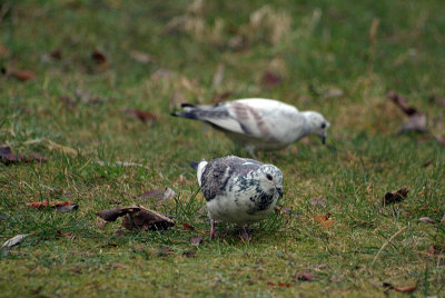 Feral Pigeons Grazing on the Grass