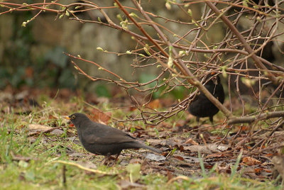 Two Male Blackbirds