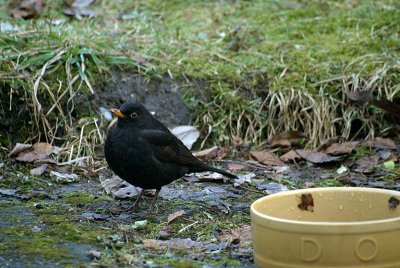 Male Blackbird on Ground