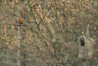 Robin in the Branches 02