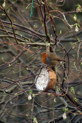 Robin on the Coconut 03