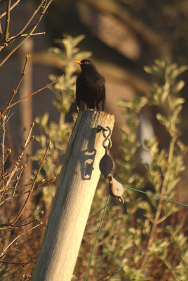 Blackbird on a Post