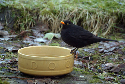 Blackbird on the Dog Bowl 02