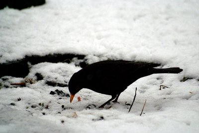 Blackbird Pecking in Snow