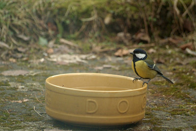 Great Tit on the Dog Bowl 02