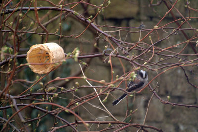 Long Tailed Tit