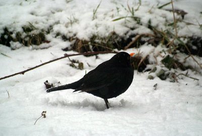 Male Blackbird in Snow