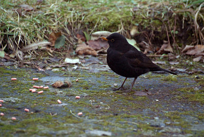 Male Blackbird on Ground 02